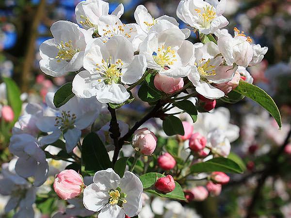 Obelis ,Red Sentinel' (lot. Malus) -c10 Obelis ,Red Sentinel' (lot. Malus) -c10